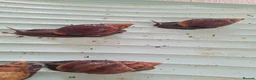 Snails invertebrates for sale: 8 african land snails about 3 inches - Advert 8