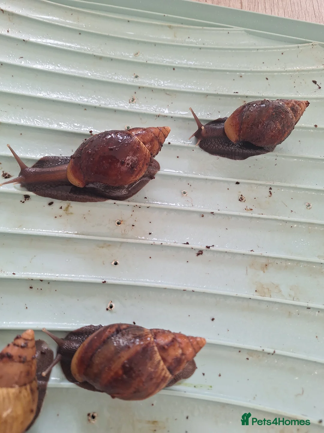 Snails invertebrates for sale: 8 african land snails about 3 inches - Advert 8