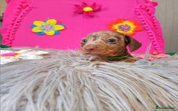 Miniature Dachshund dogs for sale: 3 MINIATURE DUSCHUND PUPPIES  - Image 6