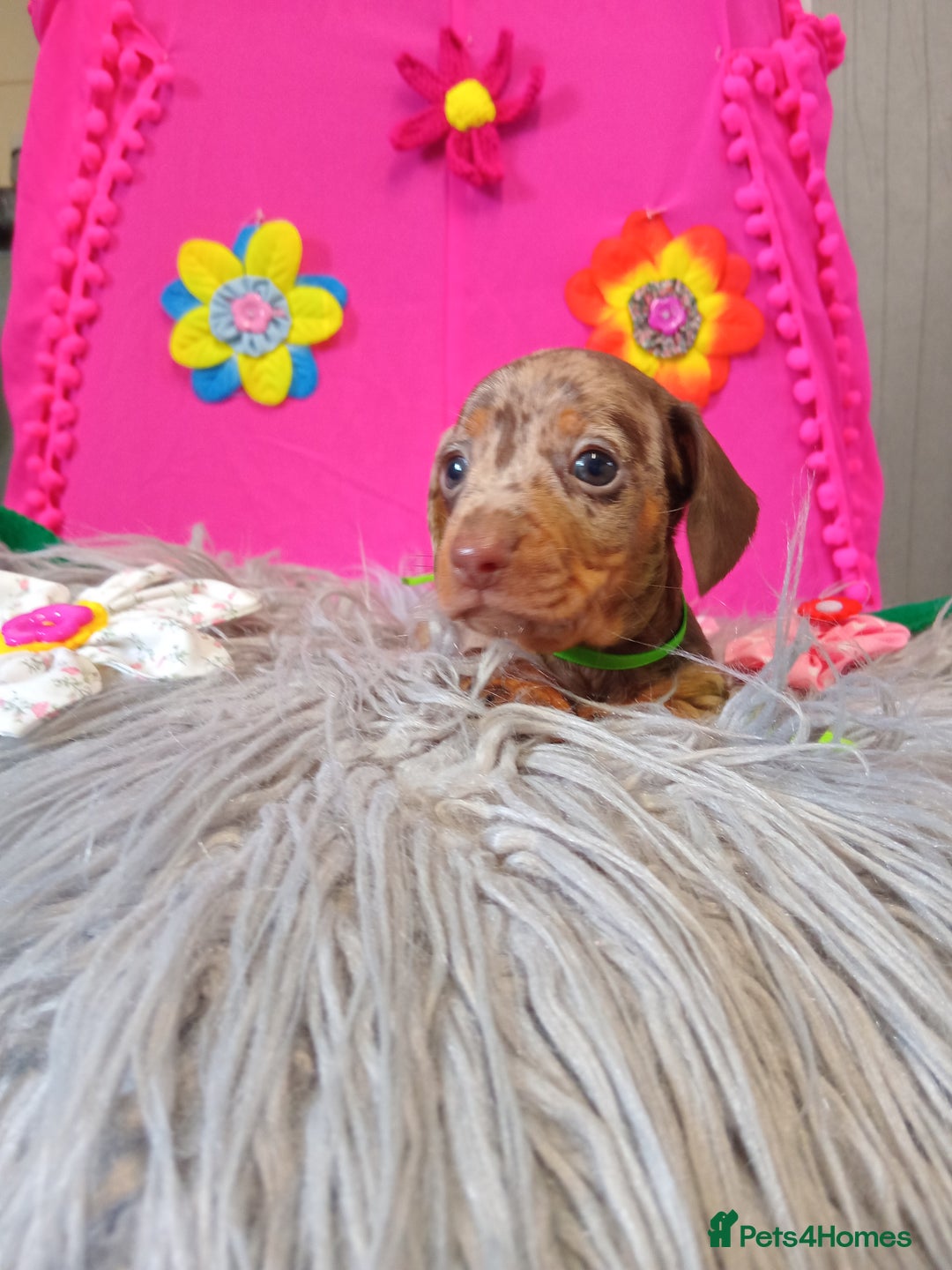 Miniature Dachshund dogs for sale: 3 MINIATURE DUSCHUND PUPPIES  - Image 6