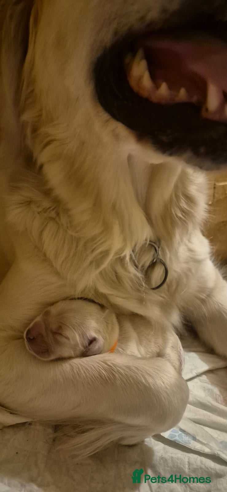 Golden Retriever dogs KC Registered Golden Retriever Glasgow  - Advert 7