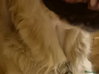 Golden Retriever dogs KC Registered Golden Retriever Glasgow - Advert 7