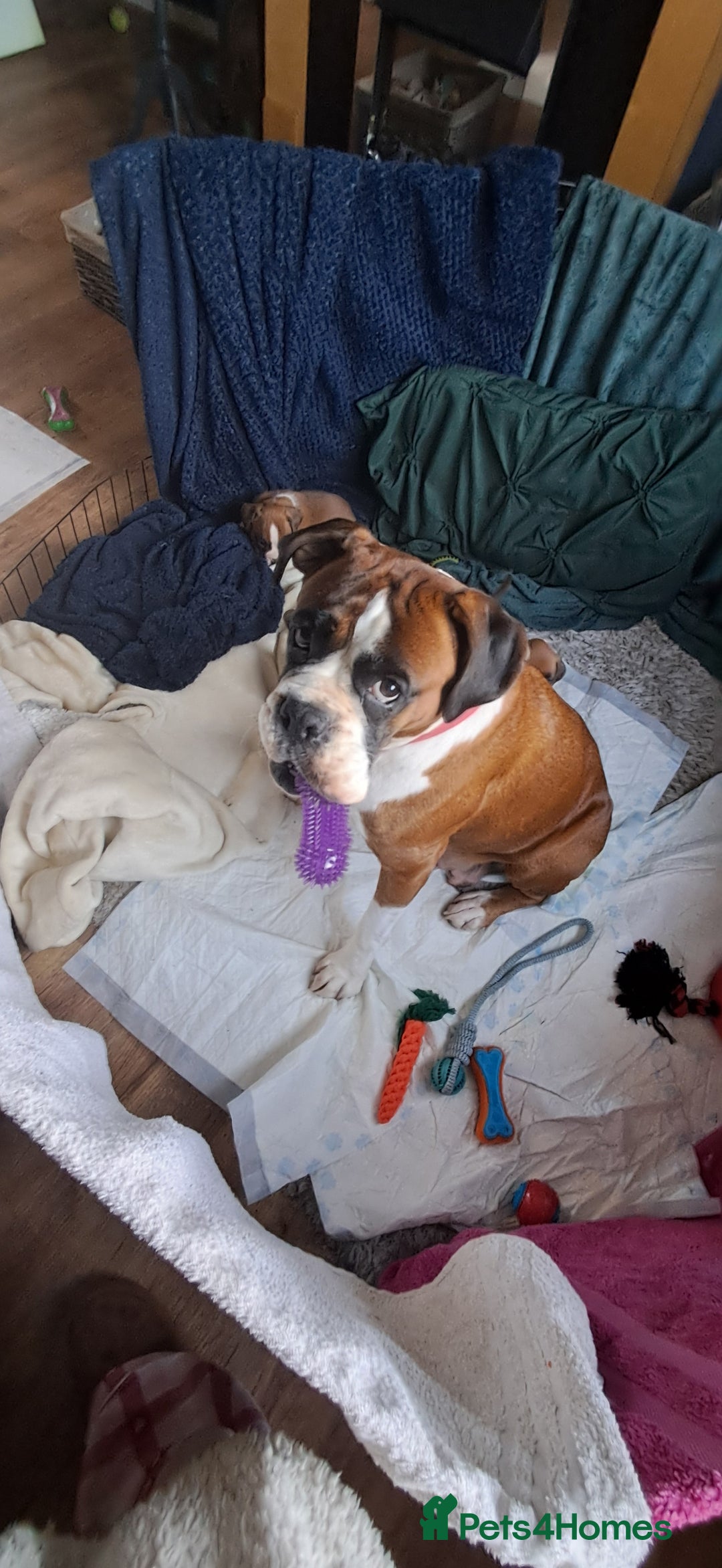 Boxer dogs for sale: Boxer babies ❤️ - Advert 7