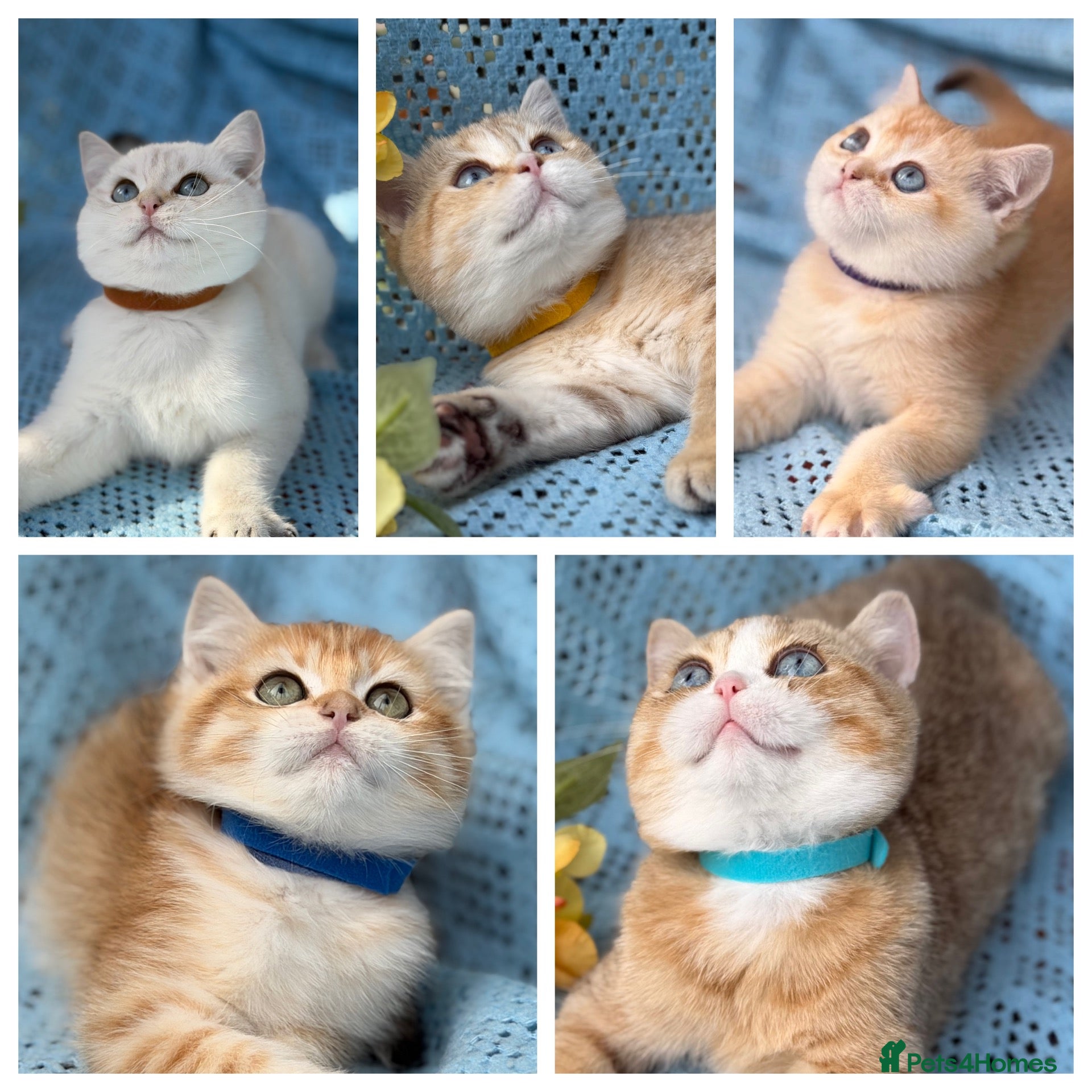 British Shorthair cats British Shorthair blue/odd eyed kittens  - Advert 7
