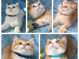 British Shorthair cats British Shorthair blue/odd eyed kittens - Advert 7