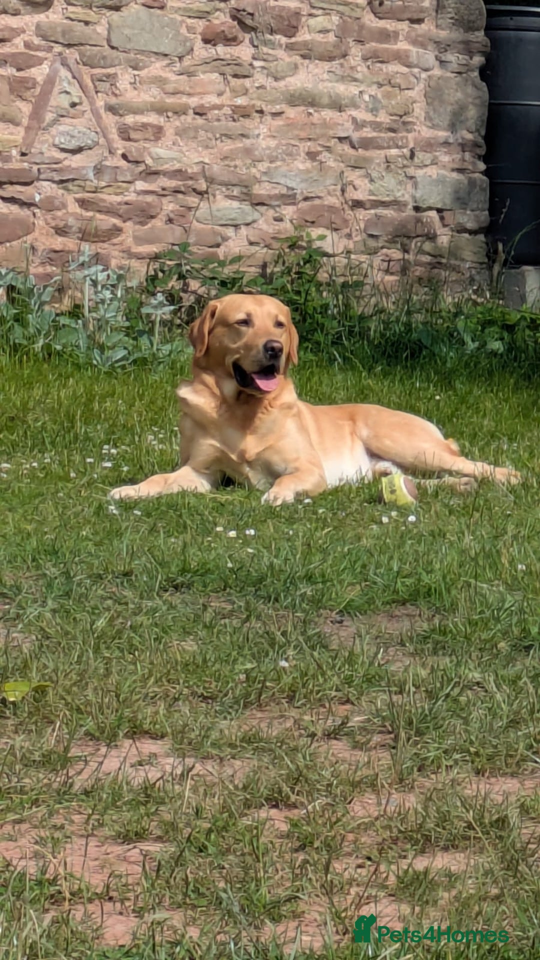 Labrador Retriever dogs for stud: Family Labrador to Stud - Advert 11