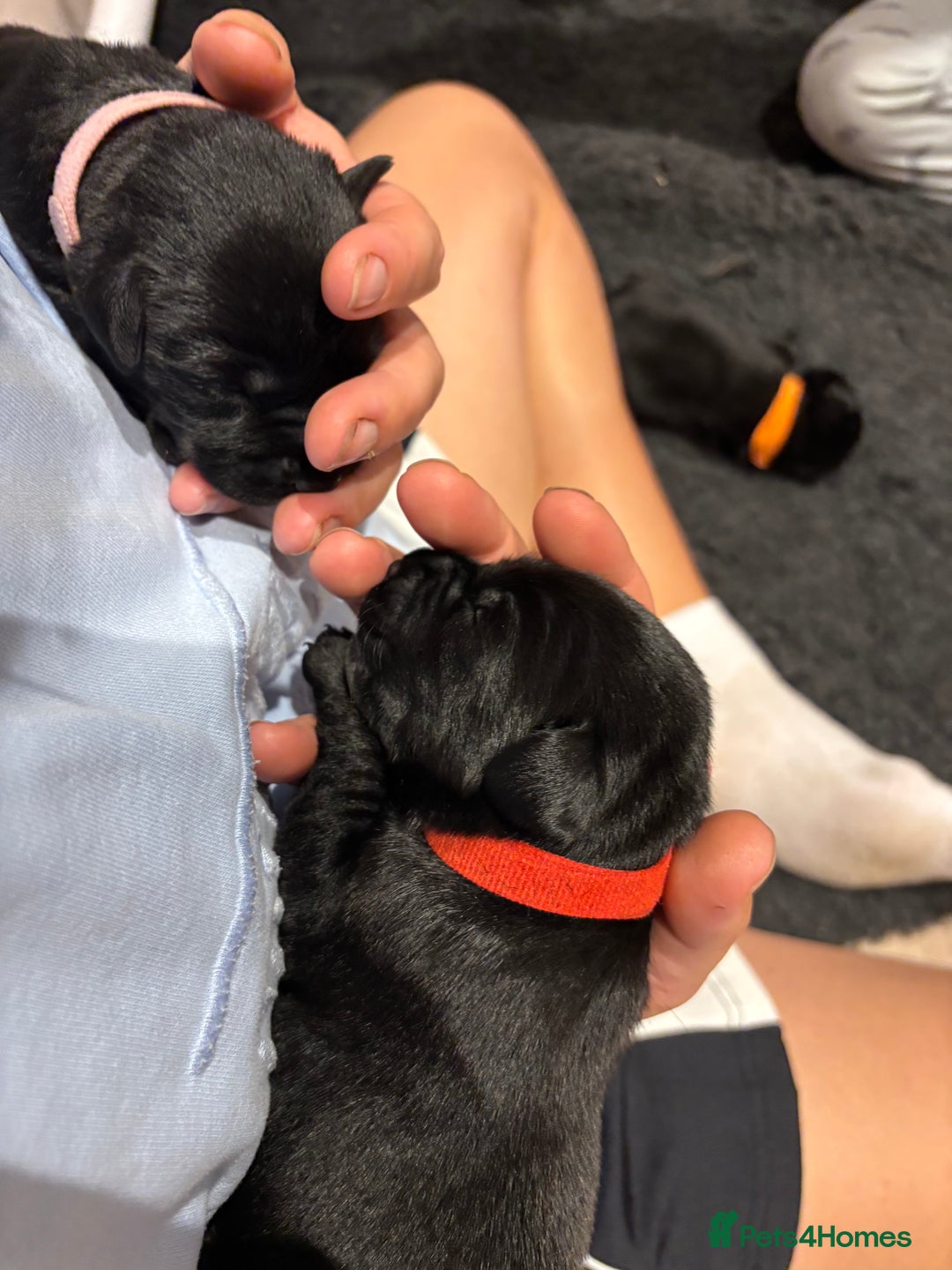 Mixed Breed dogs for sale: Black lab X GSP puppy 1 male remaining  - Advert 12