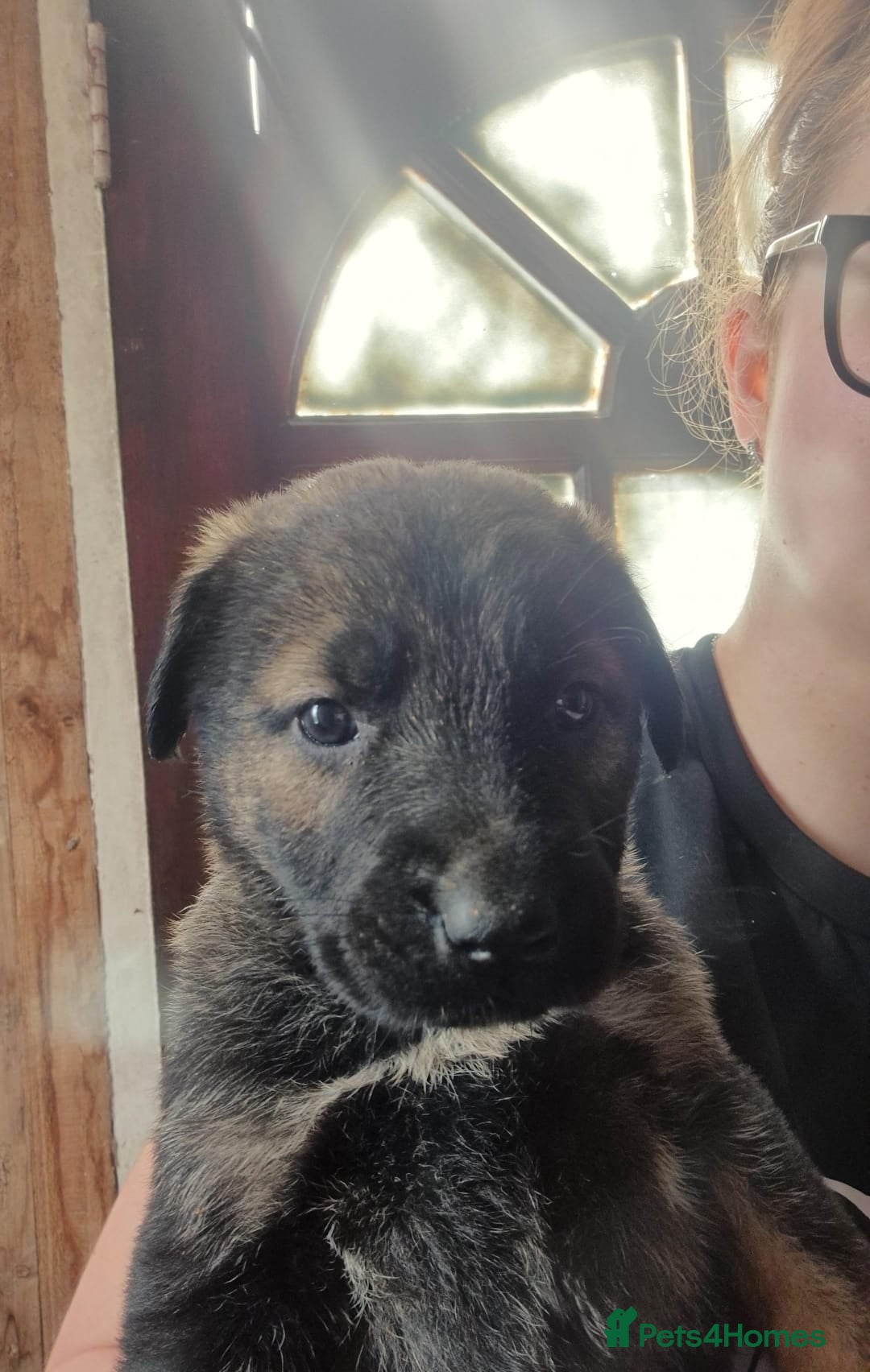 Mixed Breed dogs Kangal German shepherd mix lovely puppies - Advert 1