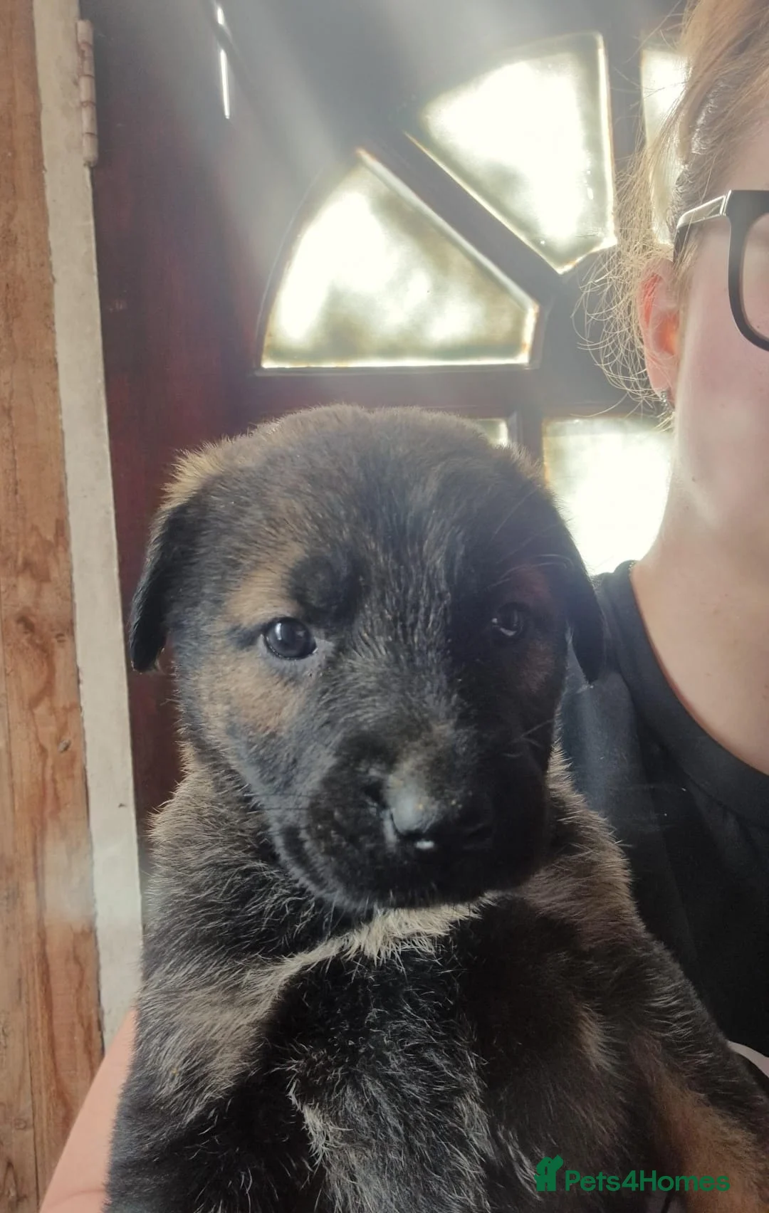 Mixed Breed dogs for sale: Kangal German shepherd mix lovely puppies - Advert 2