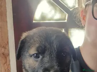 Mixed Breed dogs Kangal German shepherd mix lovely puppies - Advert 4