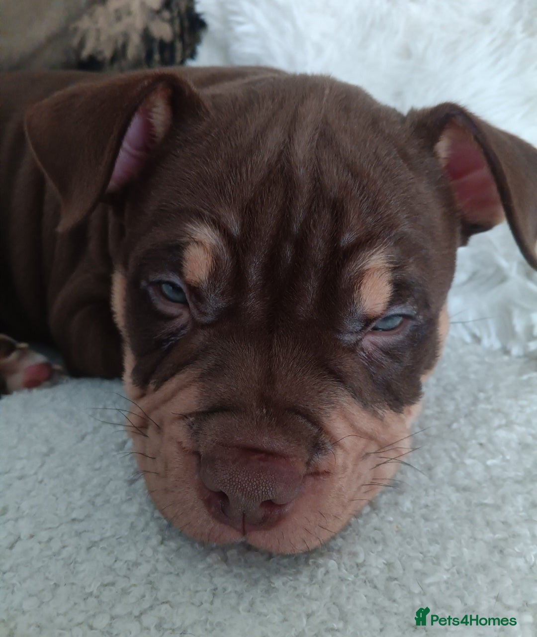 American Bully dogs Chocolate tri american bully  - Advert 6