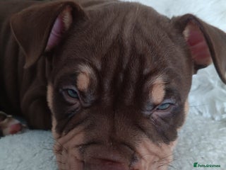 American Bully dogs Chocolate tri american bully - Advert 1