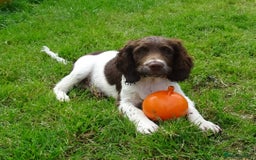 English Springer Spaniel dogs for sale: Two Gorgeous Boy English Springer Spaniel Puppies  - Image 2