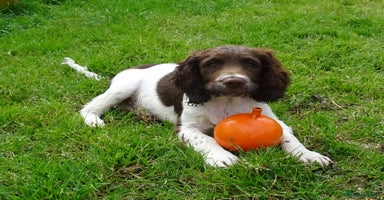 English Springer Spaniel dogs - Advert 13