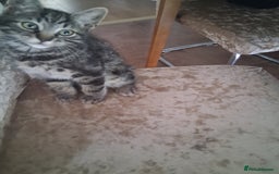 Domestic Shorthair cats for sale: 1x Friendly and playful Kitten - Image 3