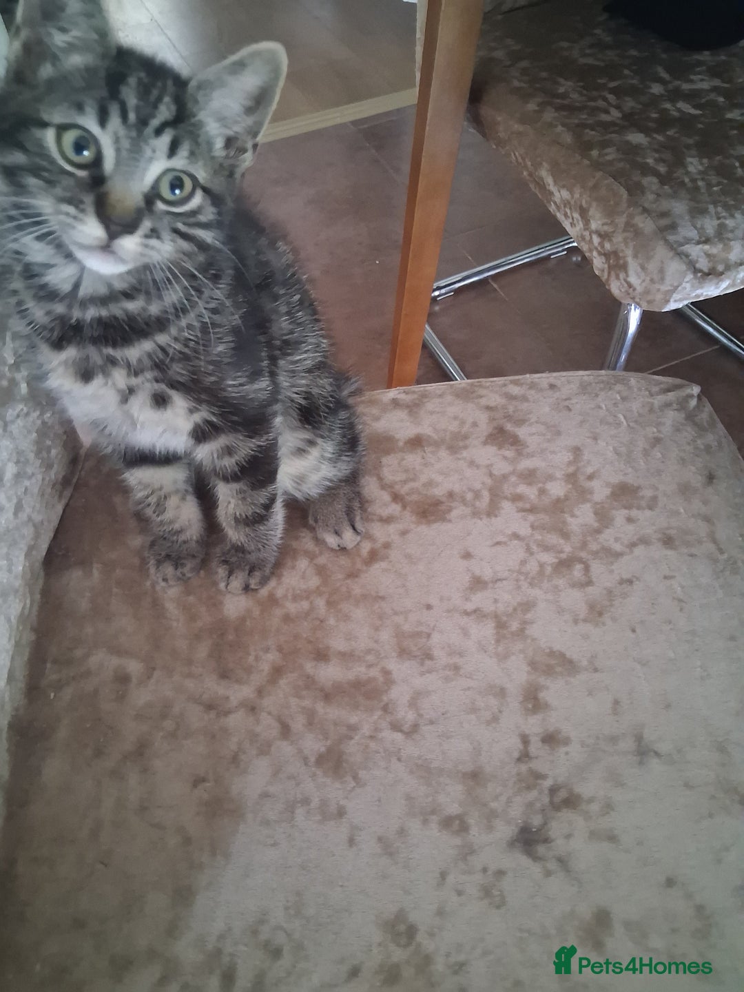 Domestic Shorthair cats for sale: 1x Friendly and playful Kitten - Image 3