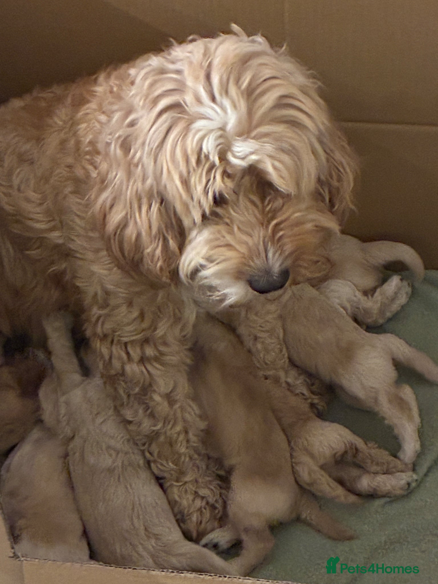 Cockapoo dogs for sale: F1B Cockapoos  - Advert 1