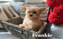 Yorkshire Terrier dogs for sale: Adorable Golddust Yorkshire Terrier Puppies - Image 3