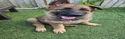 German Shepherd dogs for sale: German Shepherd  in Birmingham - Advert 5