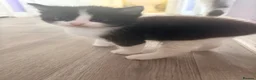 Mixed Breed cats for sale: Kittens!  - Advert 2