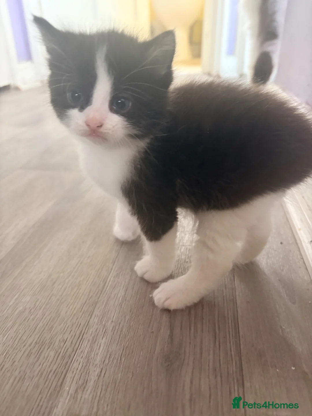 Mixed Breed cats for sale: Kittens!  - Advert 2