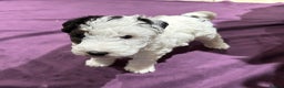 Fox Terrier dogs for sale: wire hair fox terrier puppies - Advert 8