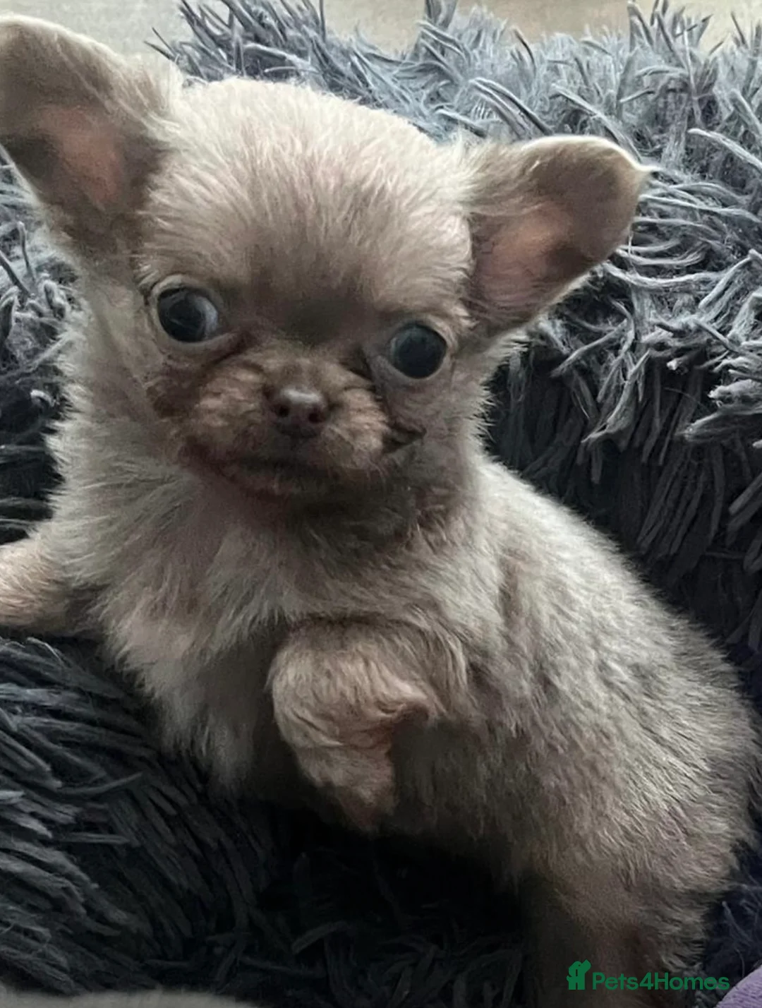 Chihuahua dogs for stud: STUNNING KC LILAC BOY FOR STUD DUTIES  in Birmingham - Advert 19