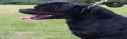 Rottweiler dogs for sale: Outstanding Rottweiler Litter Of 6 Beautiful Boys - Advert 6