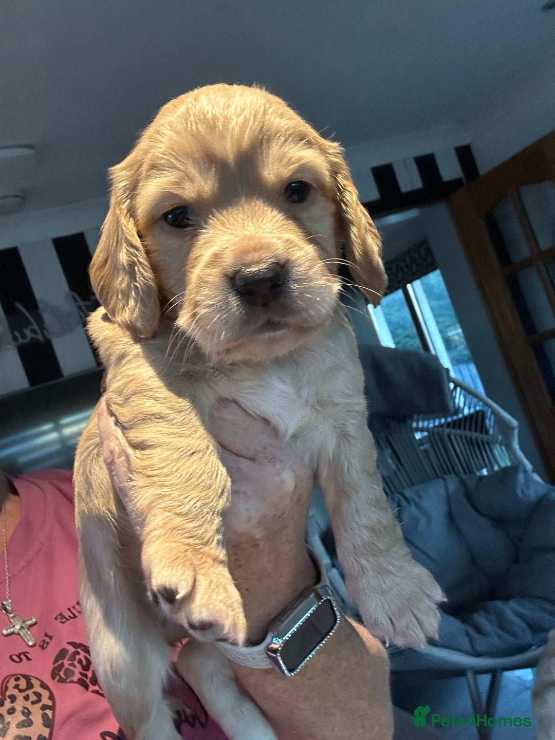 Cocker Spaniel dogs for sale: Stunning cocker spaniel puppy’s  - Image 7