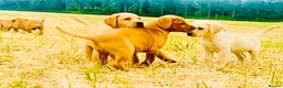 Labrador Retriever dogs for sale: KC Reg Labrador pups Working Traditional Chunky - Advert 14