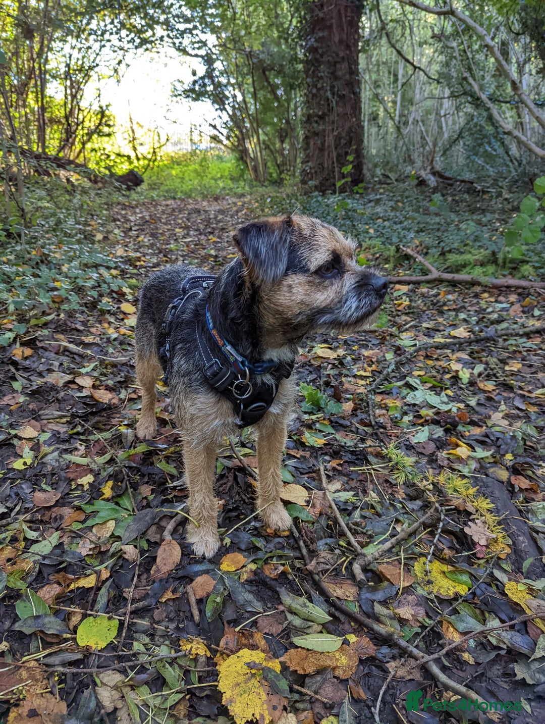 Border Terrier dogs for stud: KC SLEM free Border Terrier stud with good temper - Advert 1