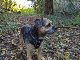 Border Terrier dogs KC SLEM free Border Terrier stud with good temper - Advert 2