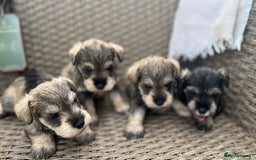 Miniature Schnauzer dogs for sale: Just 2 boys and girls available raised with love - Image 25