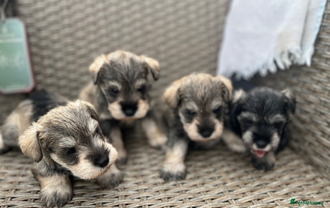 Miniature Schnauzer dogs for sale: Just 2 boys and girls available raised with love - Image 25