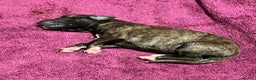 Whippet dogs for sale: Beautiful KC Reg Pedigree Whippet Puppies - Advert 18