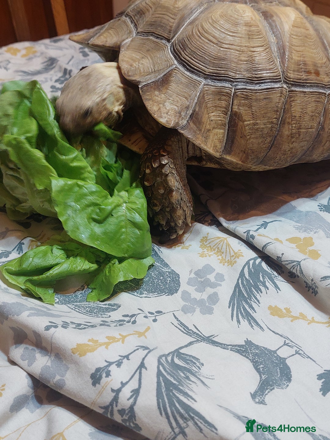 Tortoise reptiles for sale: Large Female Sulcata Tortoise - Advert 8