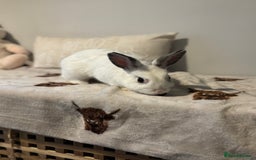 Mini Lop rabbits for sale: Biscuit & Blossom  - Image 2