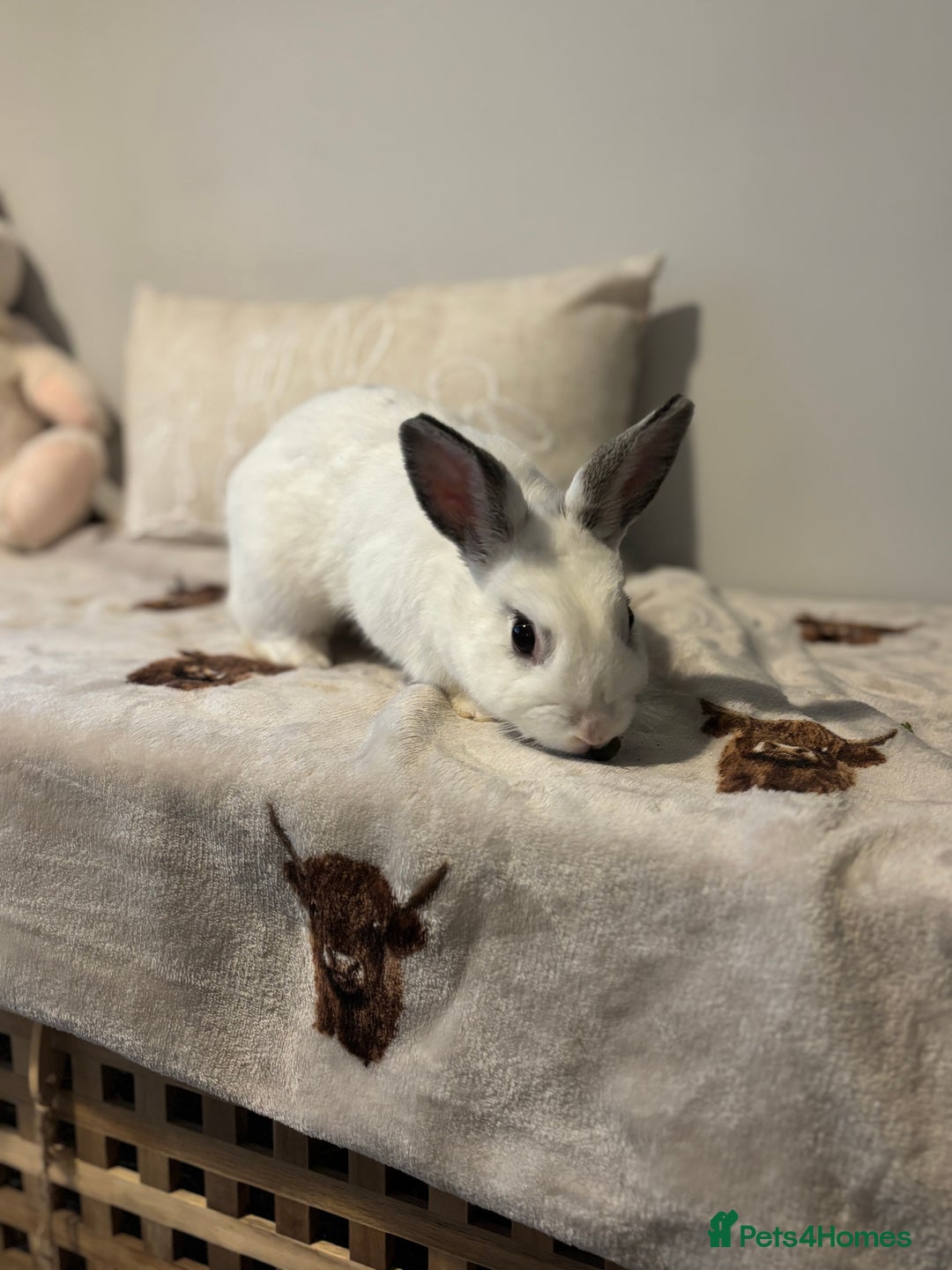 Mini Lop rabbits for sale: Biscuit & Blossom  - Image 2