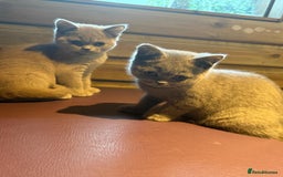 British Shorthair cats for sale: Beautiful British Shorthair in Bromley - Image 9
