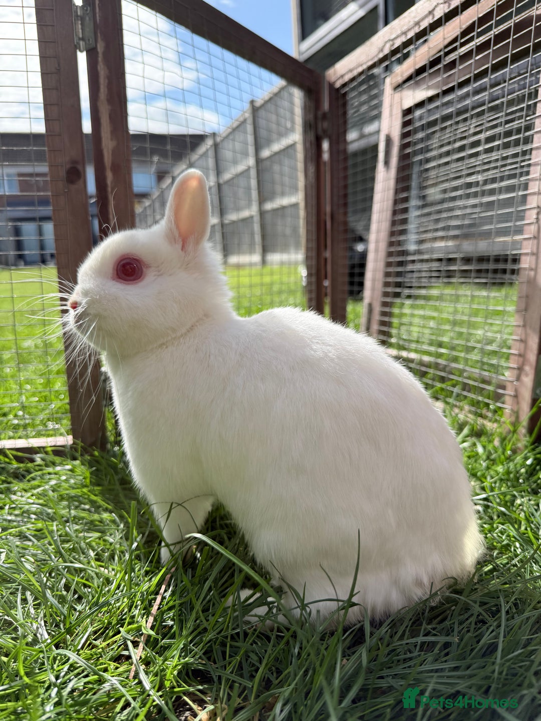 Netherland Dwarf rabbits for sale: •AVAILABLE• Pedigree Netherland Dwarf Bunny in Rushden - Image 15