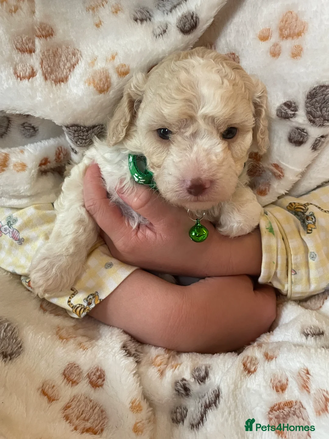 Cockapoo dogs for sale: F1b cocapoo  - Advert 1