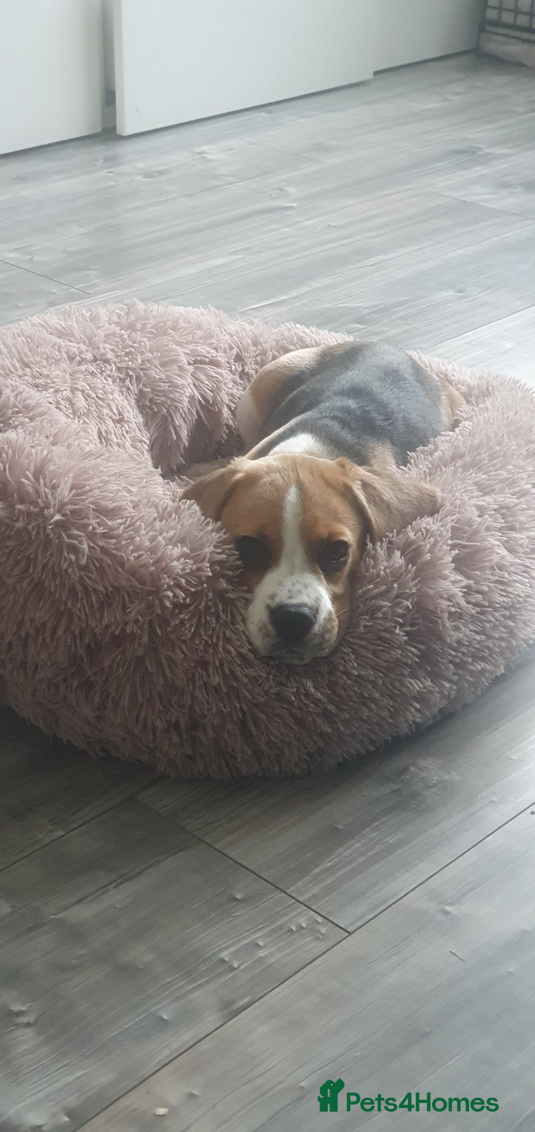 Beagle dogs for sale: Harper - Advert 6