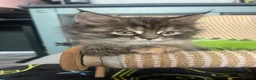 Maine Coon cats for sale: 5 Beautiful half Maine coon kittens  in Aldershot - Advert 9