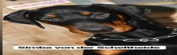 Dobermann dogs for sale: Champion and working lines KC Doberman litter - Advert 24