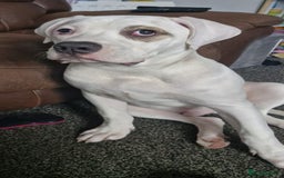 American Bulldog dogs for sale: 11 month old male american bulldog  - Image 2
