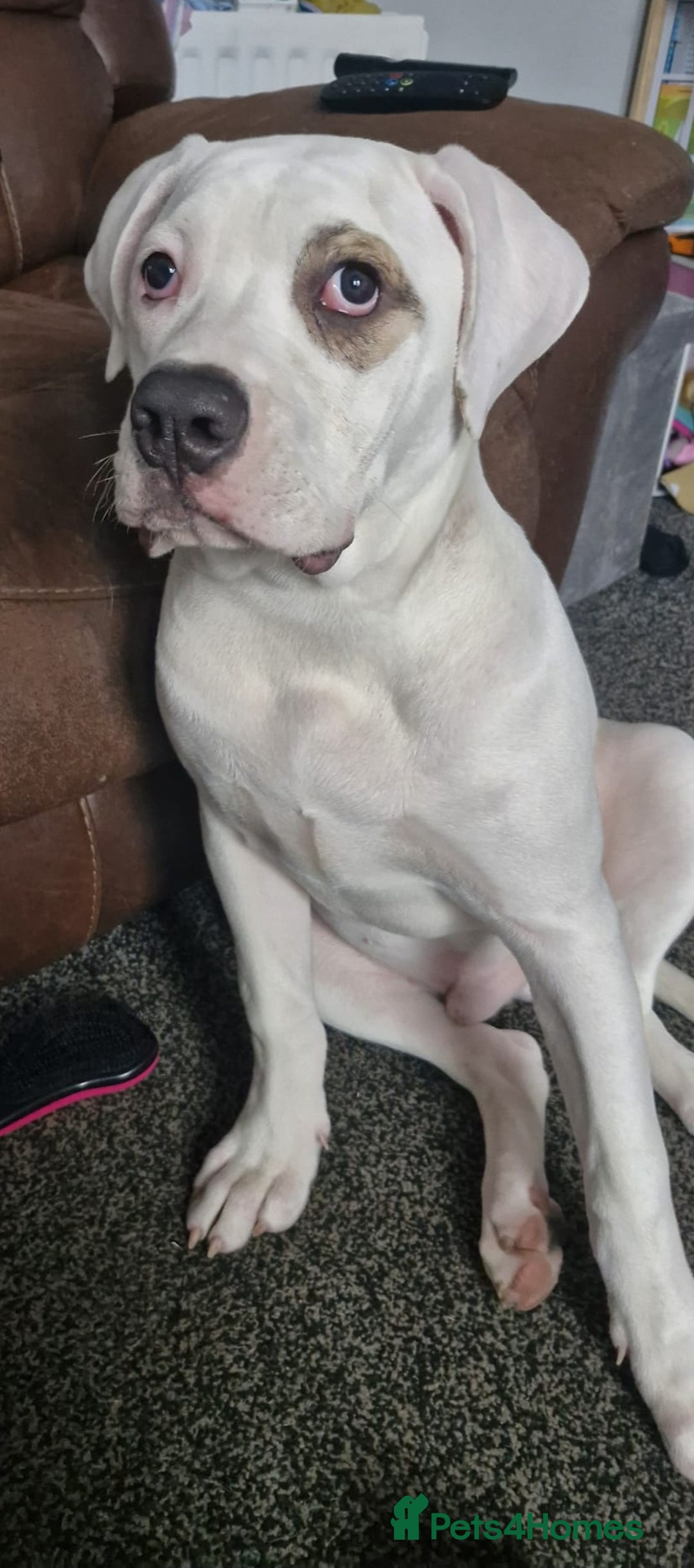American Bulldog dogs for sale: 11 month old male american bulldog  - Image 2