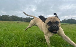 Mastiff dogs for stud: French X English Mastiff for Stud - Image 3