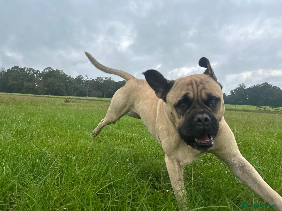 Mastiff dogs for stud: French X English Mastiff for Stud - Image 3