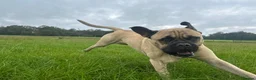 Mastiff dogs for stud: French X English Mastiff for Stud - Advert 3