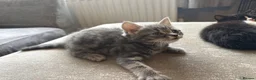 Mixed Breed cats for sale: Maine coon X kittens - Advert 2